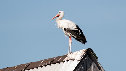 Poster - white stork in the nest