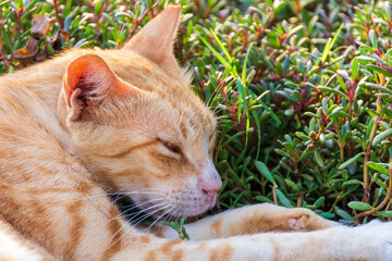 Wall Mural - Cat sleeping on the grass.