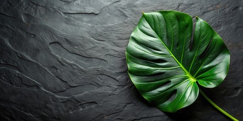 Aufkleber - A single vibrant green leaf with intricate veins resting on a textured dark slate surface