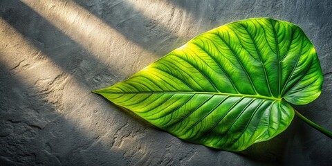 Poster - A single green leaf with intricate veins resting on a textured gray surface, illuminated by soft sunlight streaming through a window creating a natural, organic composition.