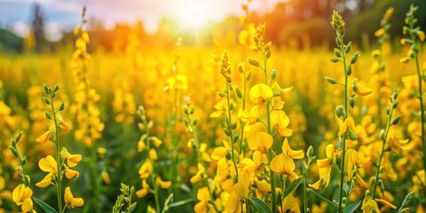 Aufkleber - A field of vibrant yellow wildflowers basking in the golden glow of the setting sun, creating a breathtaking tapestry of nature's beauty.
