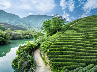 Canvas Print - Green tea plantation nature scenery in the mountains and lake in Hangzhou, China