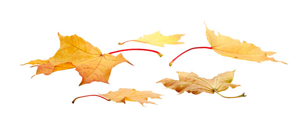 Aufkleber - Autumn  leaves falling down Isolated on  transparent  white background