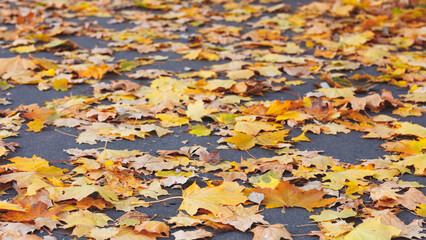 Aufkleber - A pile of yellow leaves on the ground. leaves are scattered and some are larger than others& autumn background