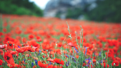 Aufkleber - A field of red flowers with some blue flowers in the middle. The flowers are in full bloom