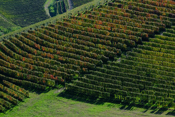 Wall Mural - Vigneti delle Langhe a Barbaresco in provincia di Cuneo, Piemonte, Italia.