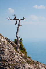 Aufkleber - A tree is standing on a rocky hillside. The tree is bare and has no leaves. The sky is blue and there are clouds in the background