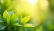Close-up of vibrant green leaves with sunlight shining through in serene spring ambience