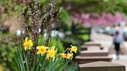 Wall Mural - Video clip of yellow flower with defocused locals passing by in the spring time in Boston, MA, USA at Commonwealth avenue.