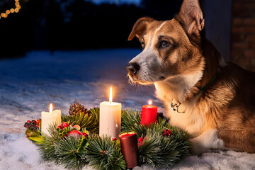 cachorro , con velas y gorra de papa noel