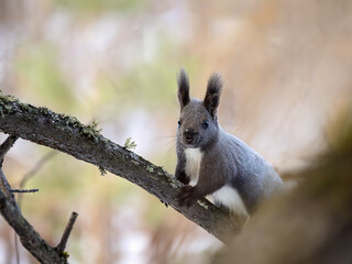 Wall Mural - Squirrel in winter coloring sitting on a tree branch and looking at the camera