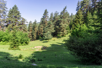 Green forest edge illuminated by bright sun. Coniferous trees and bushes.