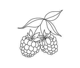 Wall Mural - vector isolated raspberry berry doodle tattoo sketch colorless black and white contour line easy dra