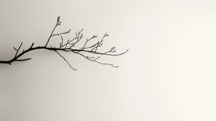 Poster - Bare Branch Against A Light Background