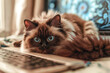 © Hype2Art - Fluffy cute pet cat with blue eyes relaxing on a desk near a laptop