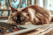 © Hype2Art - Adorable fluffy cat with blue eyes resting on a laptop with keyboard on desk