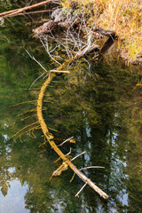 Wall Mural - A long log is floating in a body of water