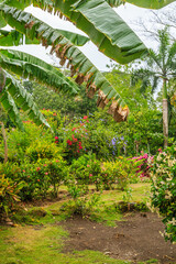 Wall Mural - A lush green garden with a variety of flowers and plants