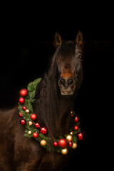 Wall Mural - A bay brown horse wearing festive christmas decoration in front of black background