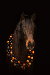 Wall Mural - A bay brown horse wearing festive christmas decoration in front of black background