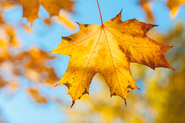 Aufkleber - A leaf is hanging from a tree branch. leaf is yellow and has brown spots. sky is blue and clear. autumn background