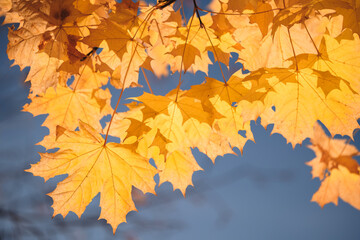 Aufkleber - A leaf is hanging from a tree branch. leaf is yellow and has brown spots. sky is blue and clear. autumn background