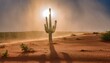 © 순단 강 - 뜨거운 태양 아래, 거센 모래바람 속에서 홀로 서 있는 선인장 한 그루