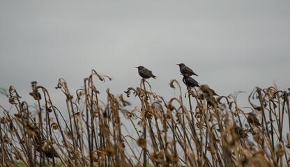 Wall Mural - starlings (Sturnus vulgaris) sat amongst winter sunflower stalks