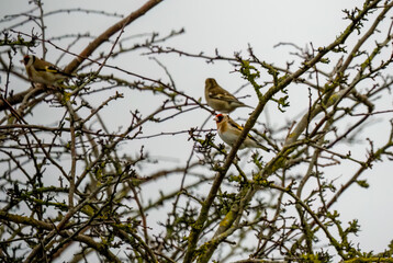 Wall Mural - chaffinch (Fringilla coelebs) perched amongst winter branches