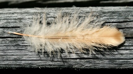 Canvas Print - Single light brown feather on weathered wood.