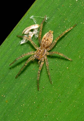 Wall Mural - little spider lurking, argentine Patagonia