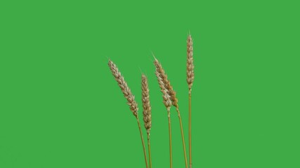 Wall Mural - Wheat ears on green screen