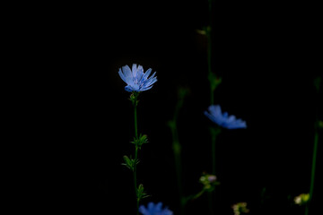 Wall Mural - Blue chicory flowers on a dark natural background in the garden