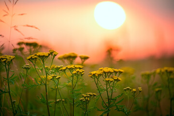 Wall Mural - Blooming yellow wild tansy flower in a field against the backdrop of the setting sun. Medicinal plant - tansy