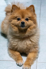 pomeranian spitz puppy