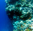 © mauriziobiso - A nice photo of coral reef