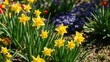 © Prayad - Vibrant yellow daffodil flowers blooming in a vast field on a sunny day, plant, garden, vibrant