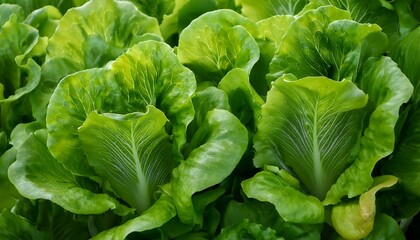 Canvas Print - Fresh green lettuce leaves in a garden.