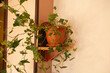 © S... - a vertical shot of a green ivy plant in a pot