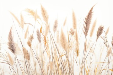 Naklejka na meble A close-up of wild grass with intricate textures and subtle variations in color, placed on a clean white background