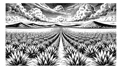 Wall Mural - wide agave field engraving black and white outline