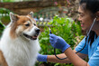 © godji10 - Close-up of a veterinarian checking a healthy Thai Bangkaew dog with a stethoscope surrounded by greenery. Female Vet Checking Dog’s Heartbeat in a Garden Setting