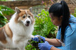 © godji10 - A veterinarian trims a Thai Bangkaew dog's nails using clippers outdoors, ensuring proper grooming and pet care. Professional Groomer Trimming Dog’s Claws Outdoors