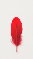 Poster - Elegant red plume of feathers elegantly forming a curve, minimalist white backdrop perfectly set for text.