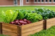 © ng-TDRD - A vibrant garden bed featuring fresh lettuce and other leafy greens, showcasing healthy, organic produce in a sunny outdoor setting.