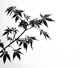 Wall Mural - maple tree branch silhouette, vector illustration, white background