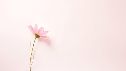 Poster - White paper space features a simple yet elegant design with a single pink flower on a soft pastel colored background today._00001_