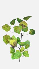 Wall Mural - Time lapse of drying Aspen tree leaves, vertical orientation