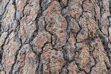 Wall Mural - San Gabriel Mountains, Los Angeles County, California. Angeles National Forest / San Gabriel Mountains National Monument. Mount Wilson.  Pinus ponderosa,ponderosa pine, bull pine, blackjack pine