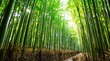 © Maaz - a peaceful bamboo forest with natural light